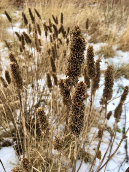 Seed heads in winter