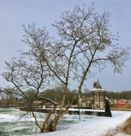 Specimen tree in the Orchard Garden on a snowy day