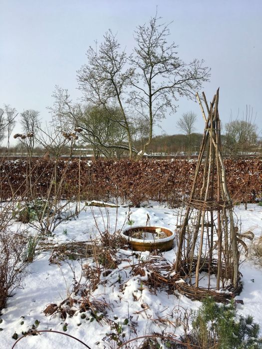 Willow plant support in the Community Garden