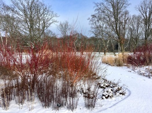 Dogwood in the Worsley Welcome garden in winter