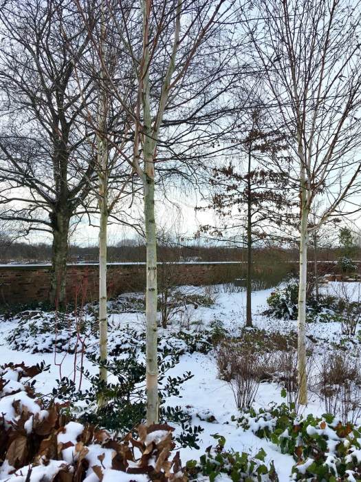 Young birches in a snowy garden