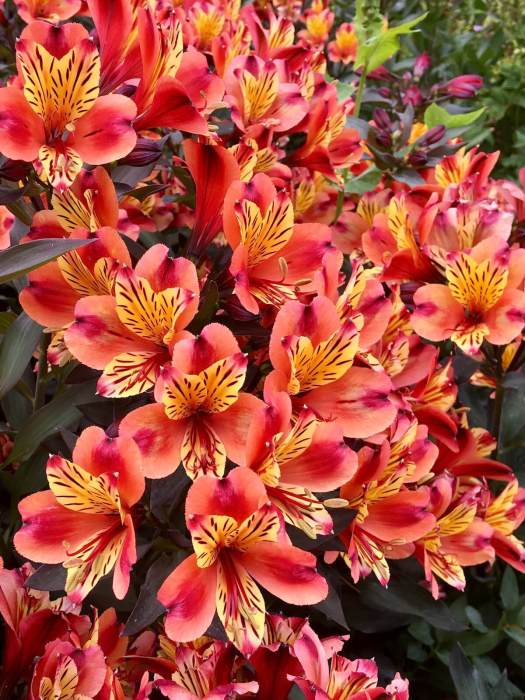 Orange-yellow Alstroemeria
