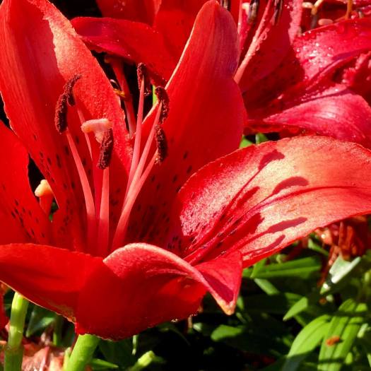 Hot orange-red Asiatic lily