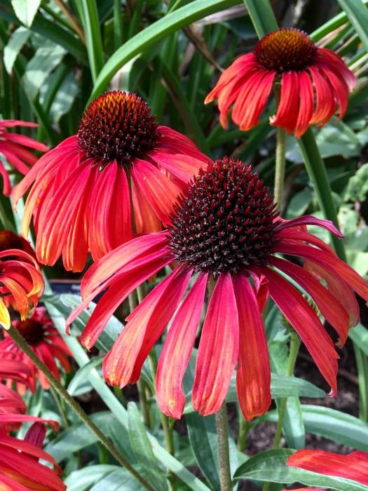 Echinacea 'Orange Skipper'