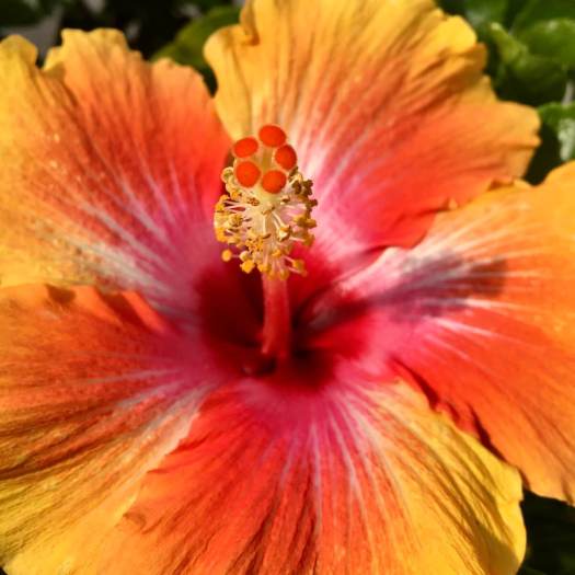 Hibiscus
