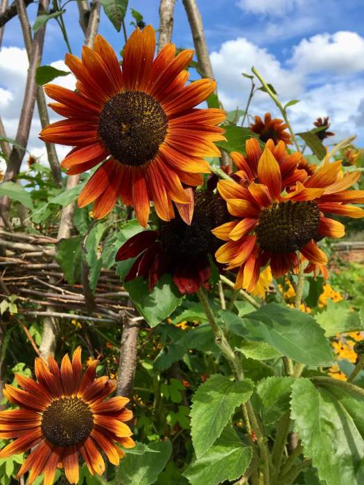 Orange-brown sunflower