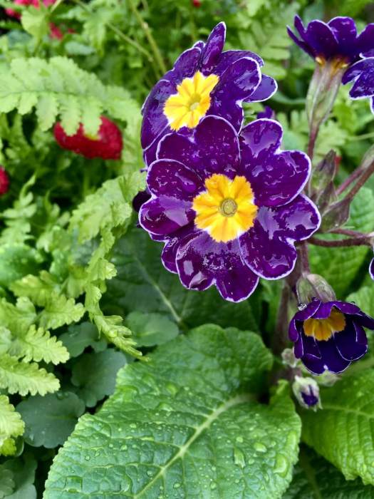 Purple primula