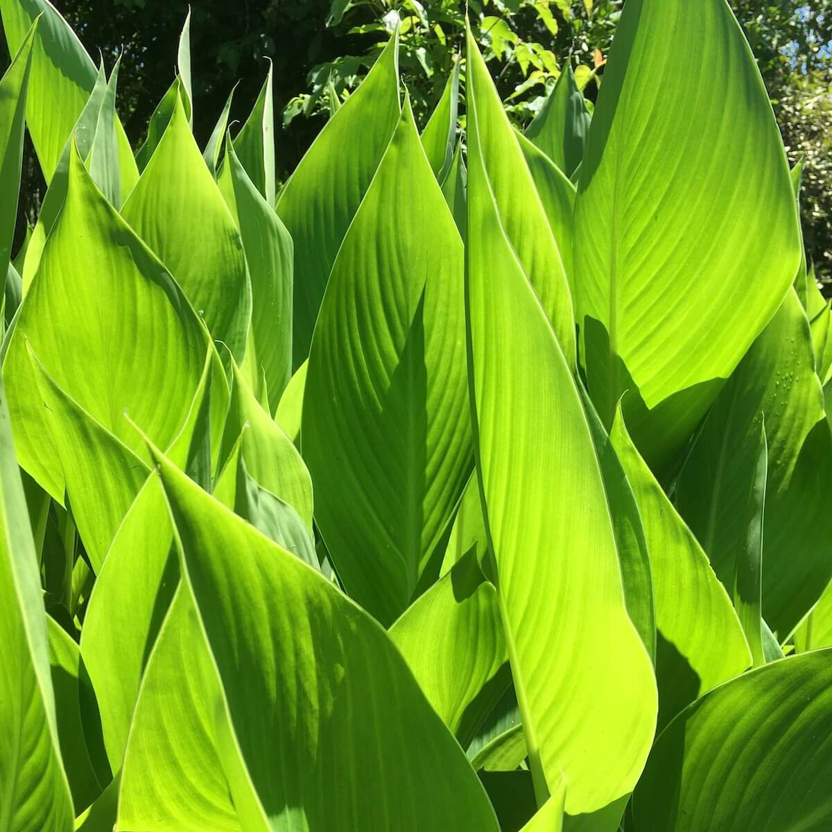 Fresh green canna leaves