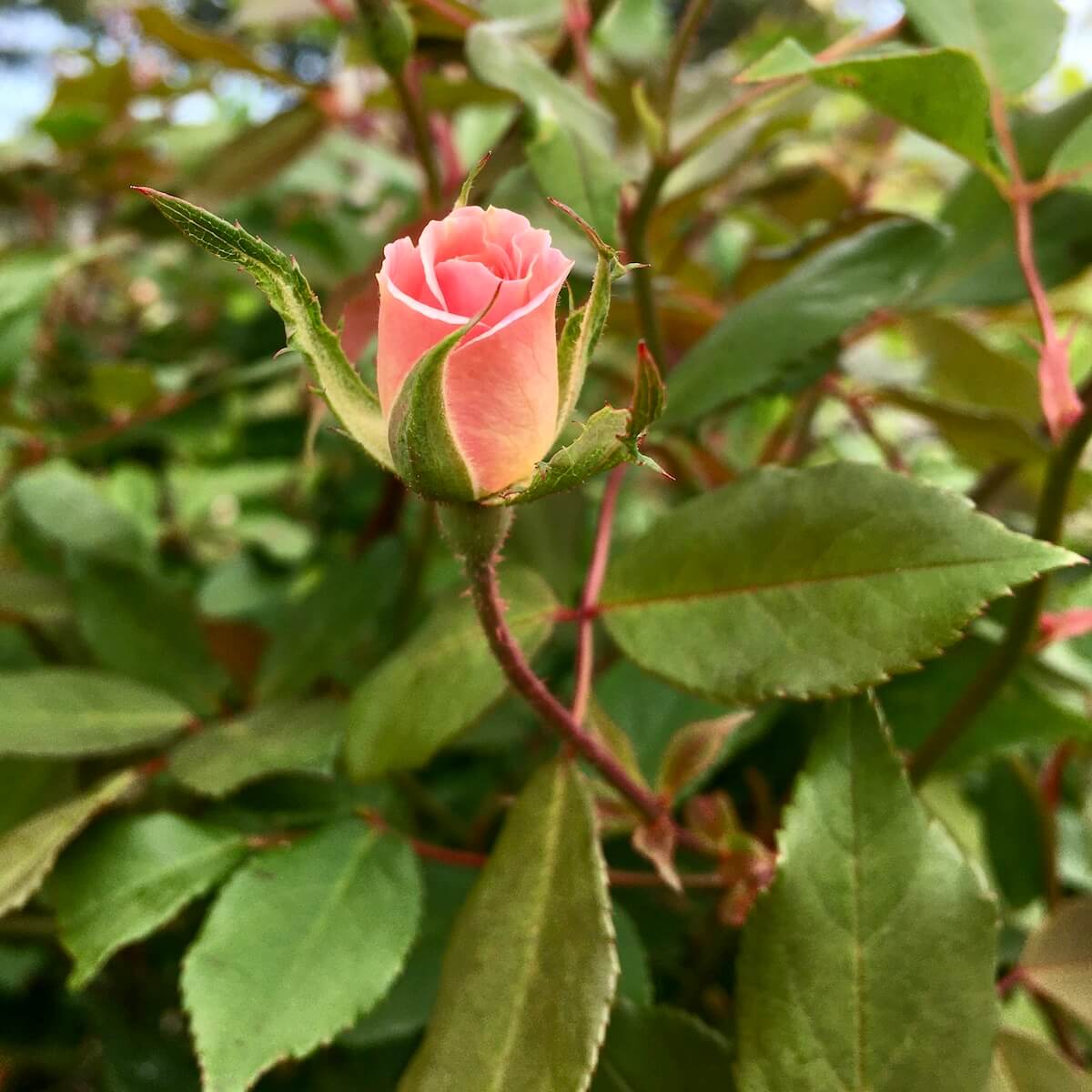 Cylindrical rose bud