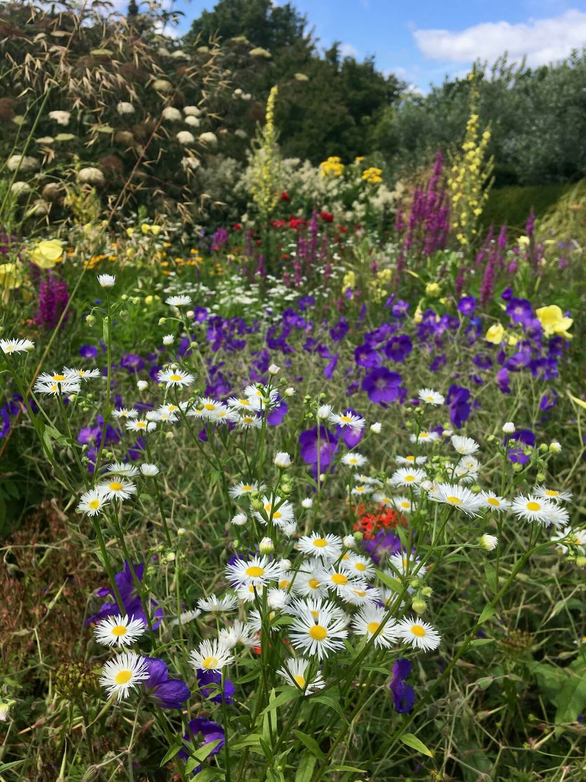 Daisies, geraniums, grasses in a sea of flowers