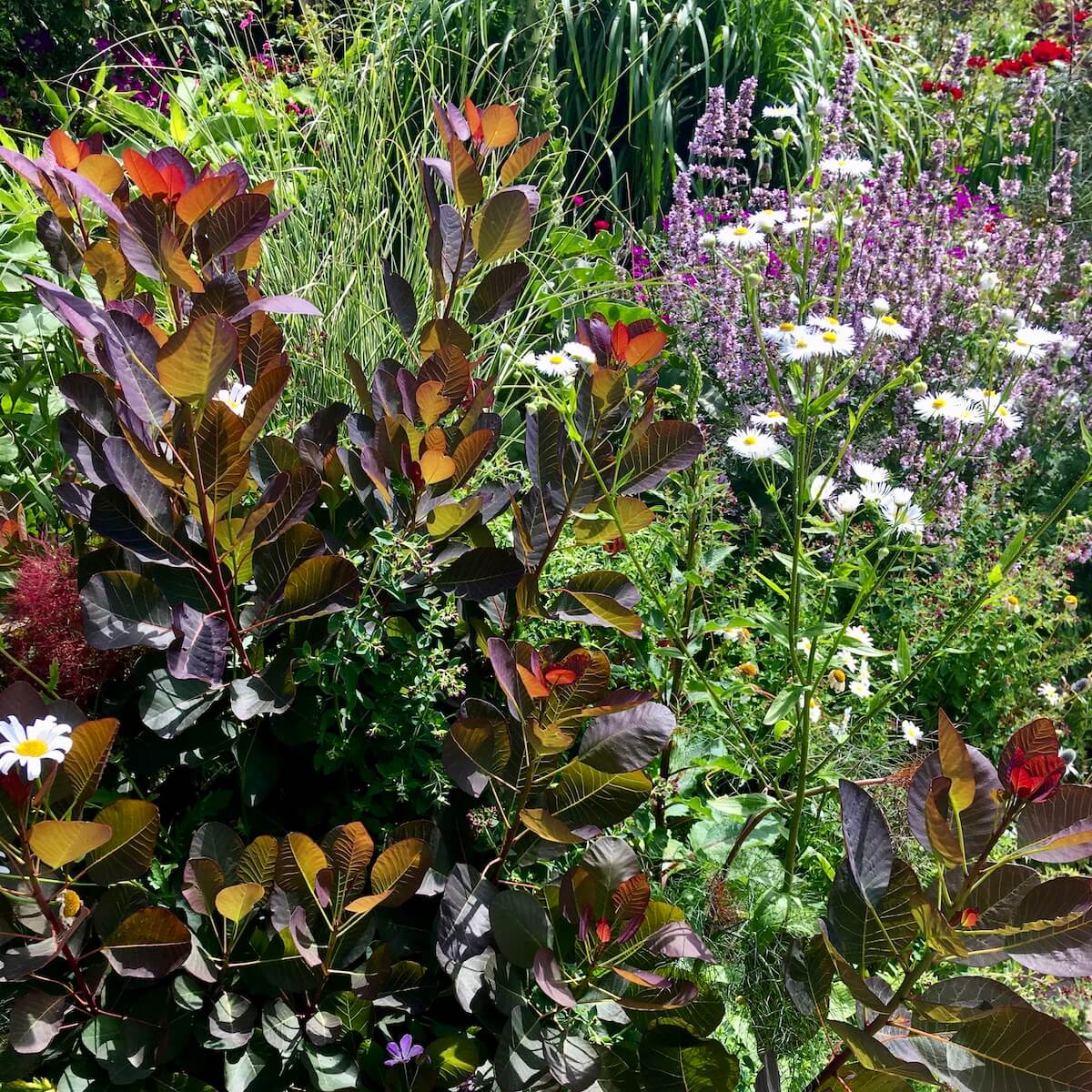 Flowers and bronzy foliage in sunlight