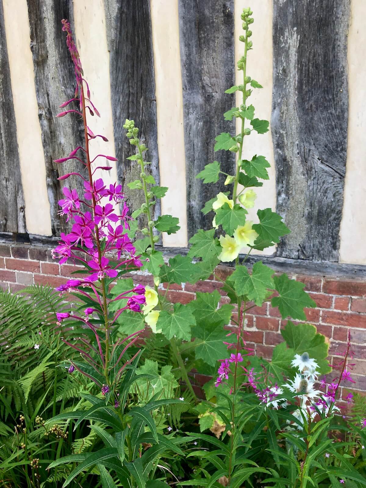 Rosebay willowherb with hollyhocks