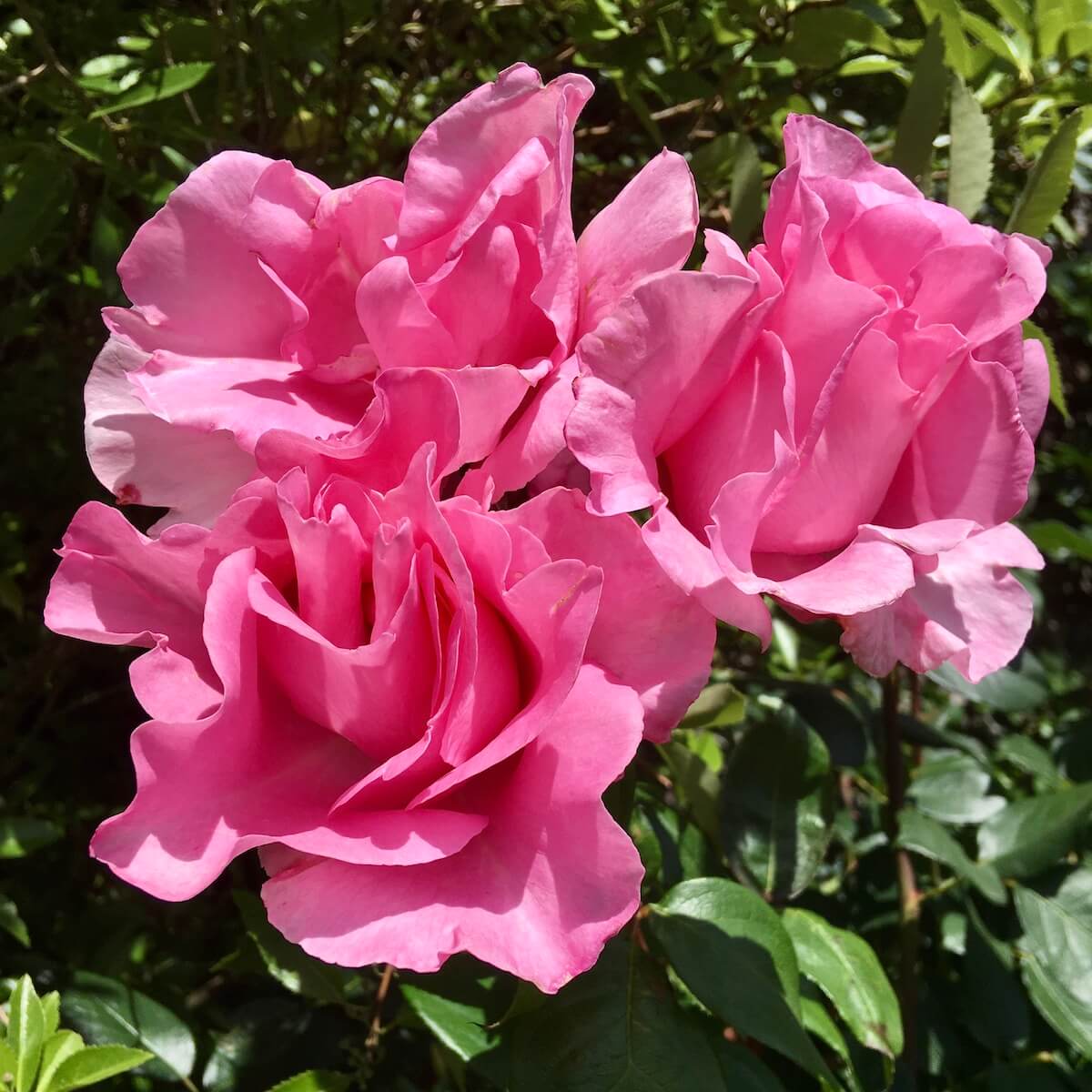 Silky pink roses
