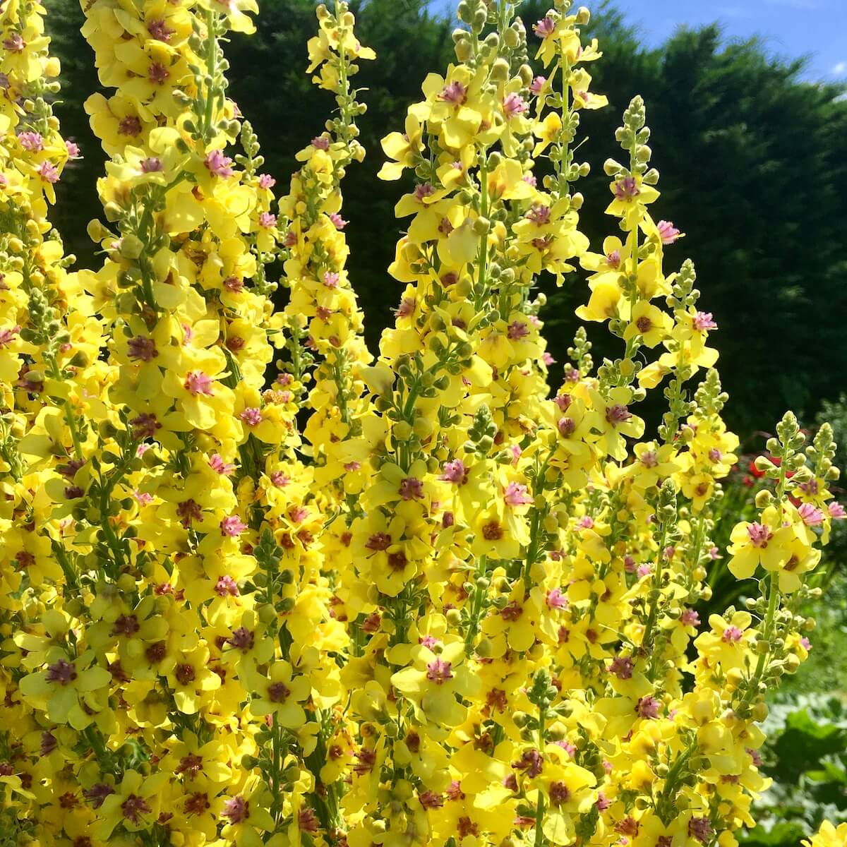 Verbascum