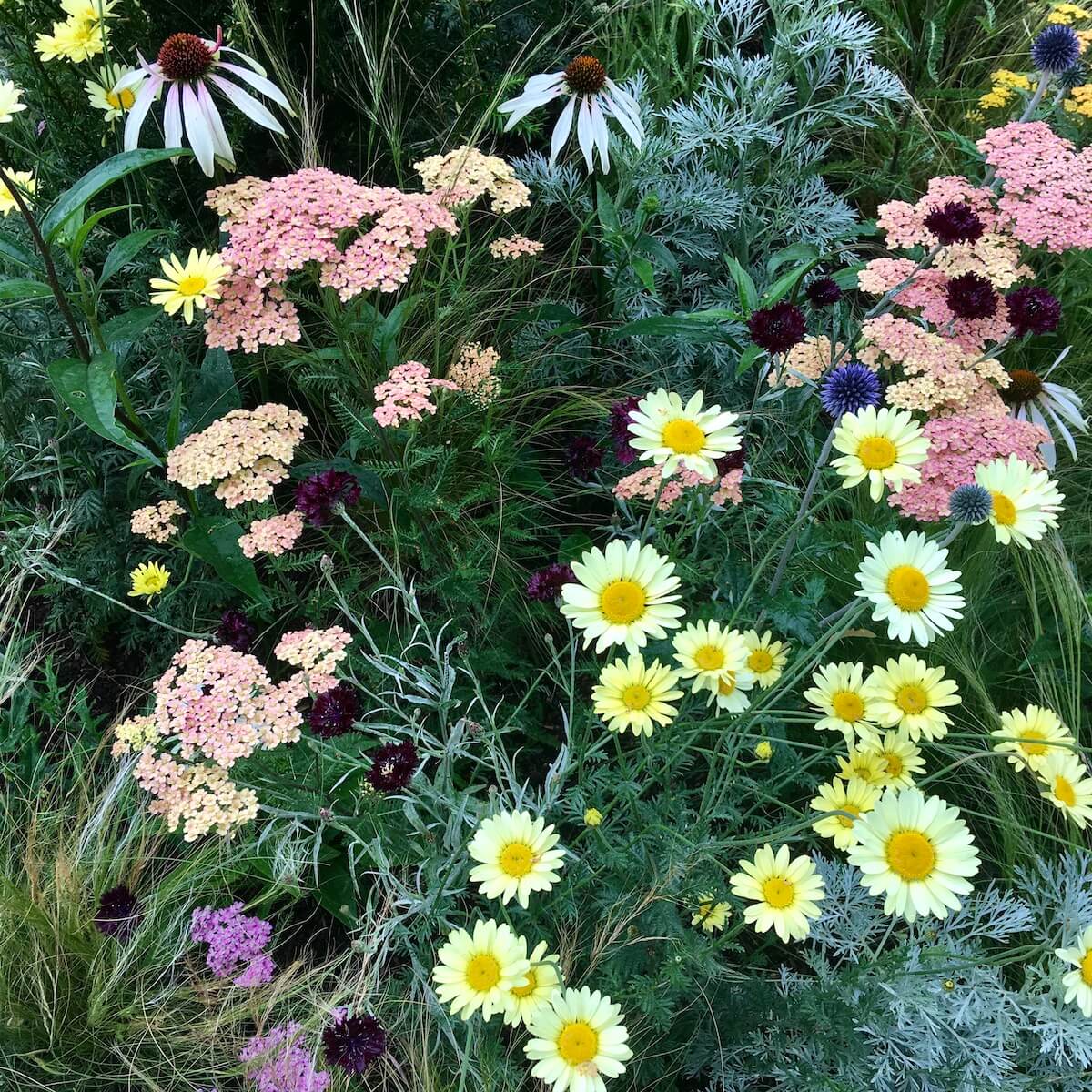 Achillea, Anthemis, Artemesia, Echinacea and Echinops
