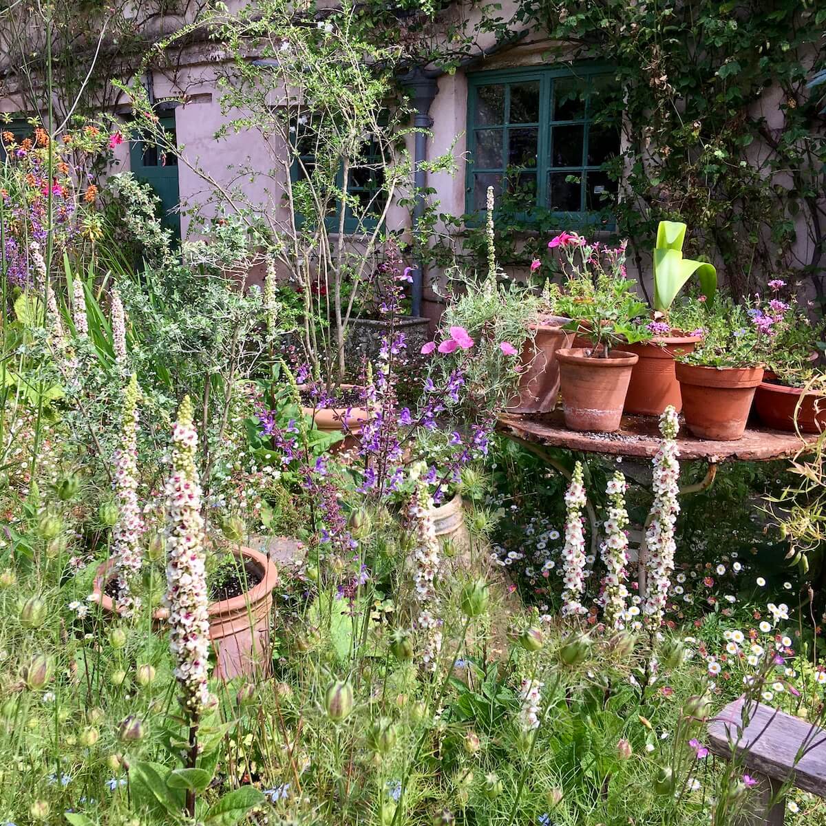 Verbascum with Nigella seed heads at Cothay Manor