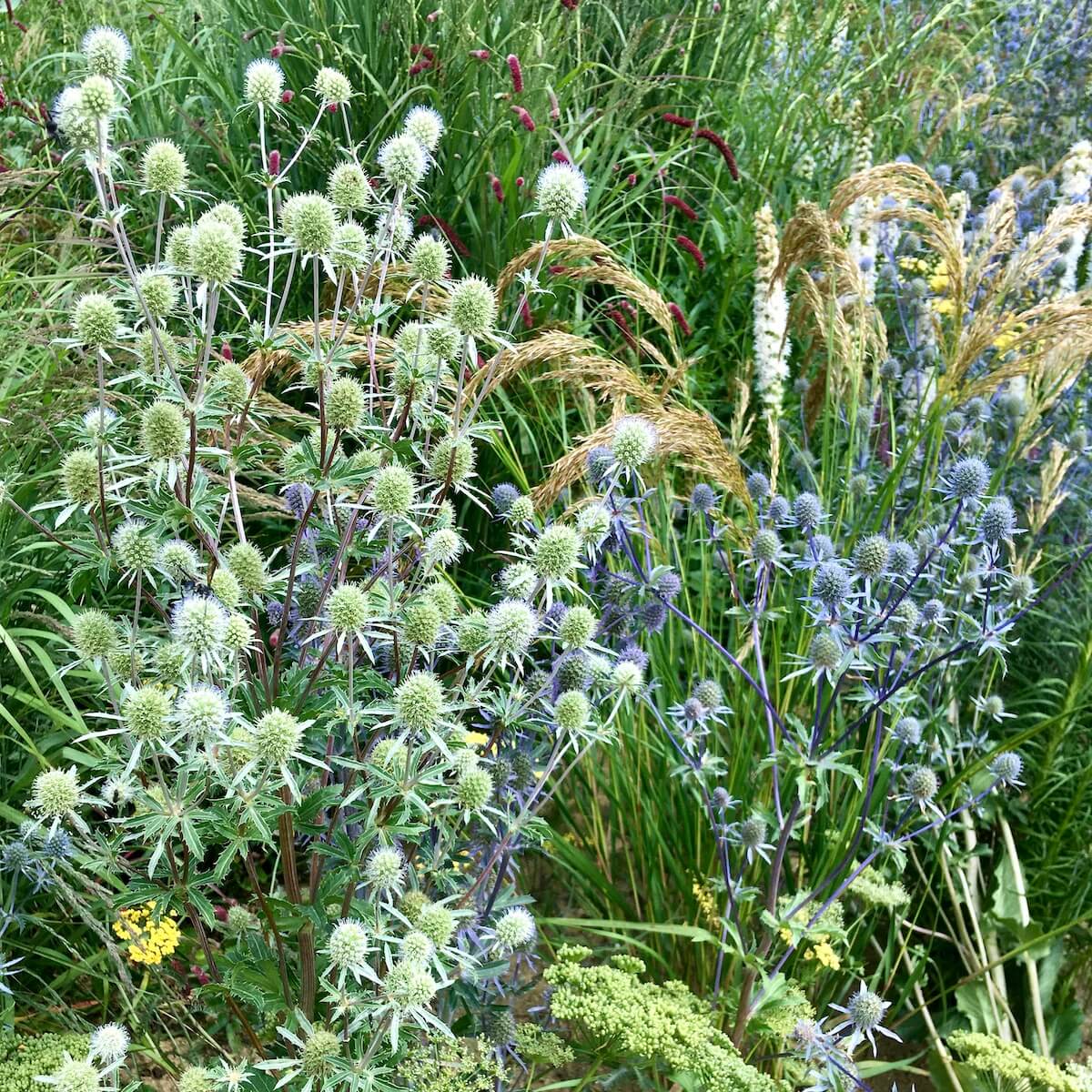 Eryngium with grasses and Liatris