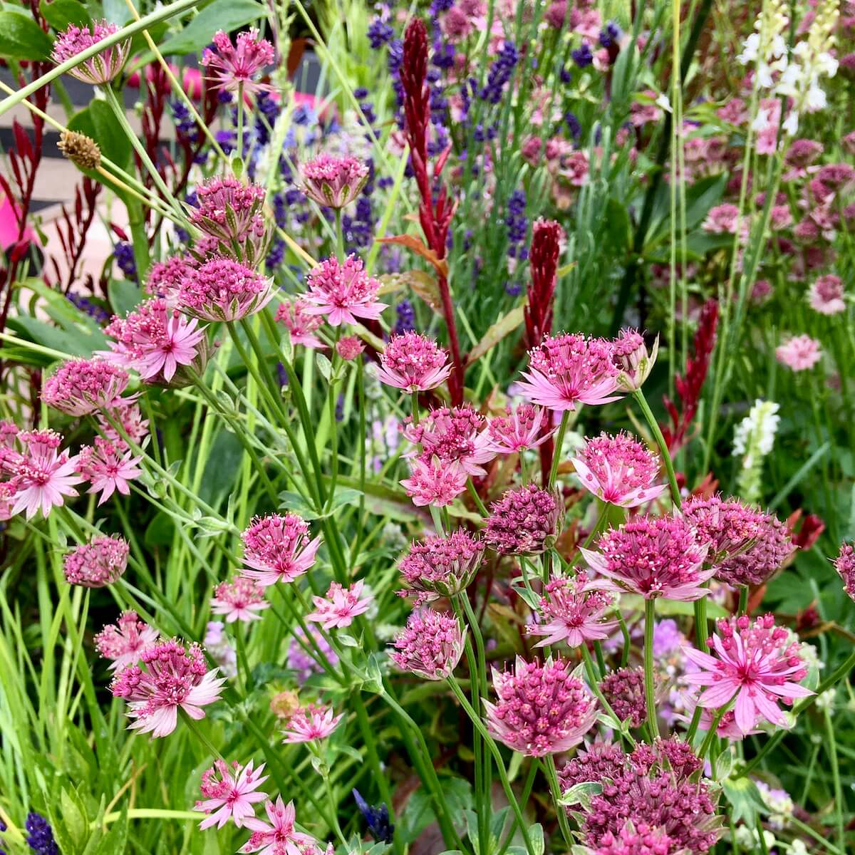 Astrantia with Physostegia and Lavendula