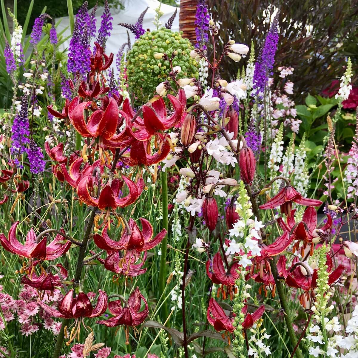 Floral tangle of Lilium with Physostegia and Penstemon