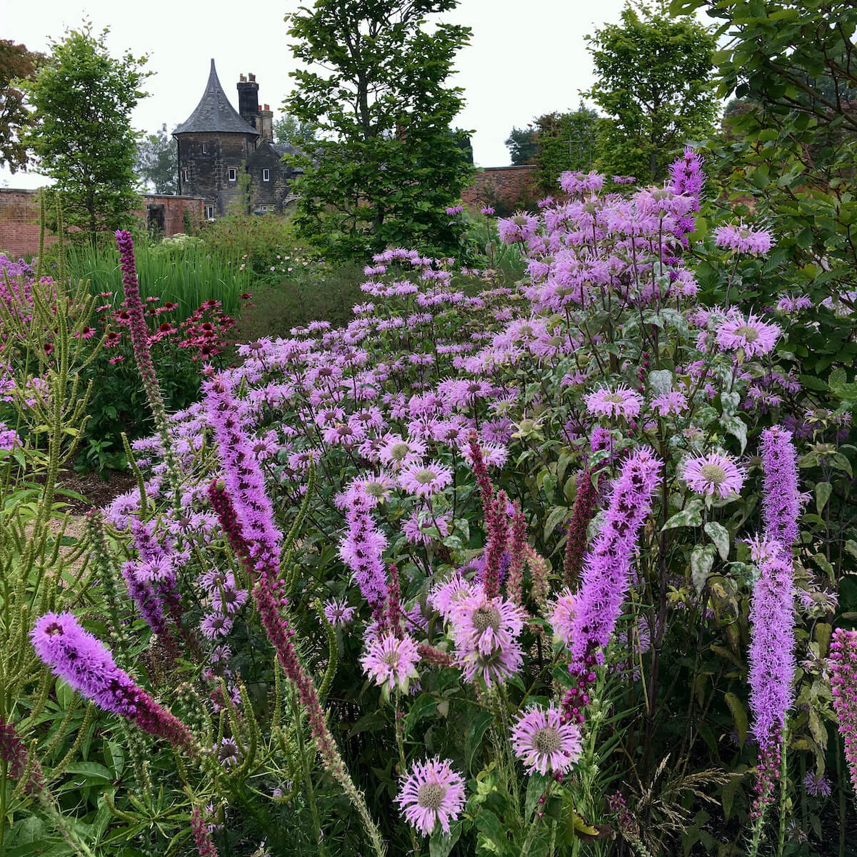 Monarda and Liatris in the walled garden at RHS Bridgewater