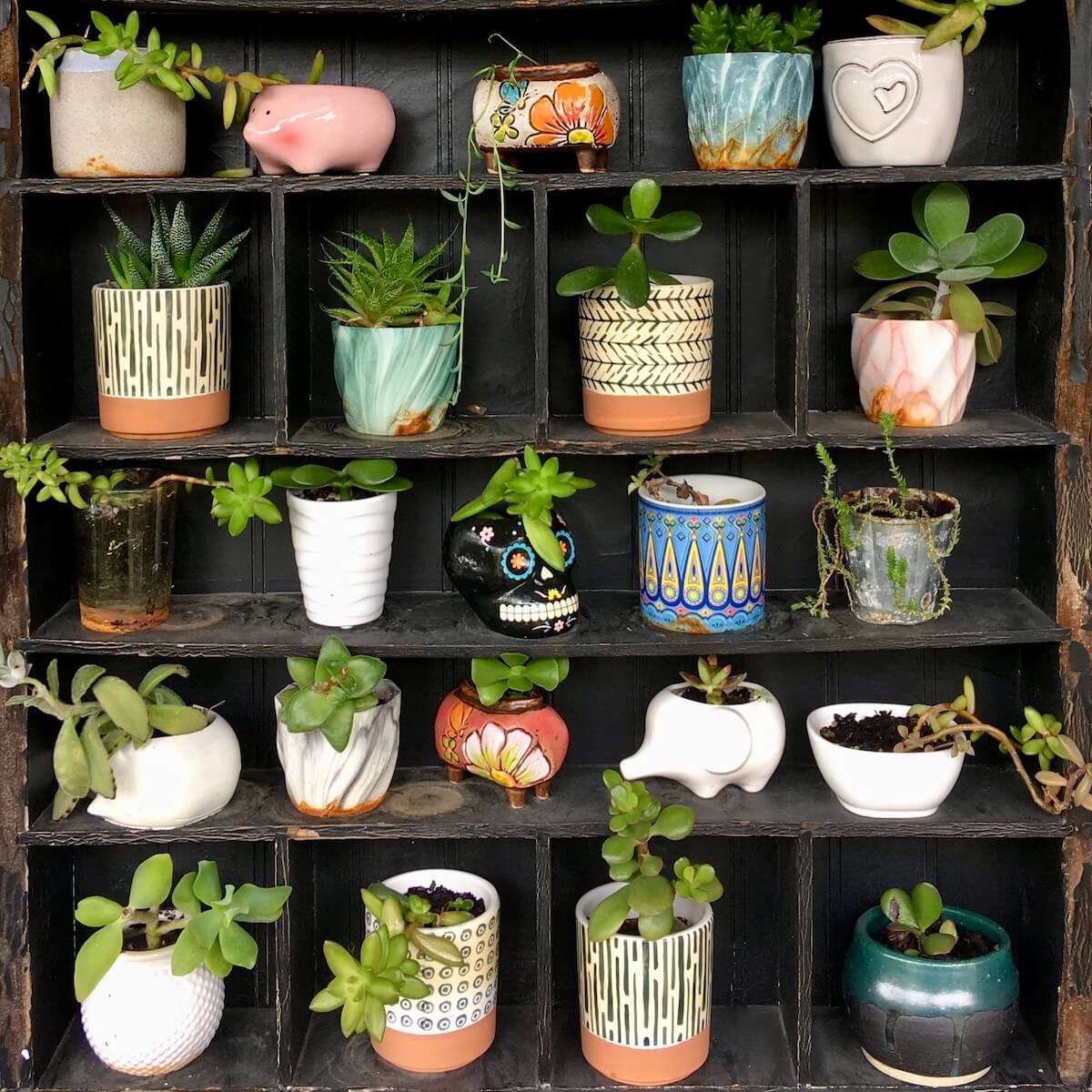 A display of potted succulents in small compartments