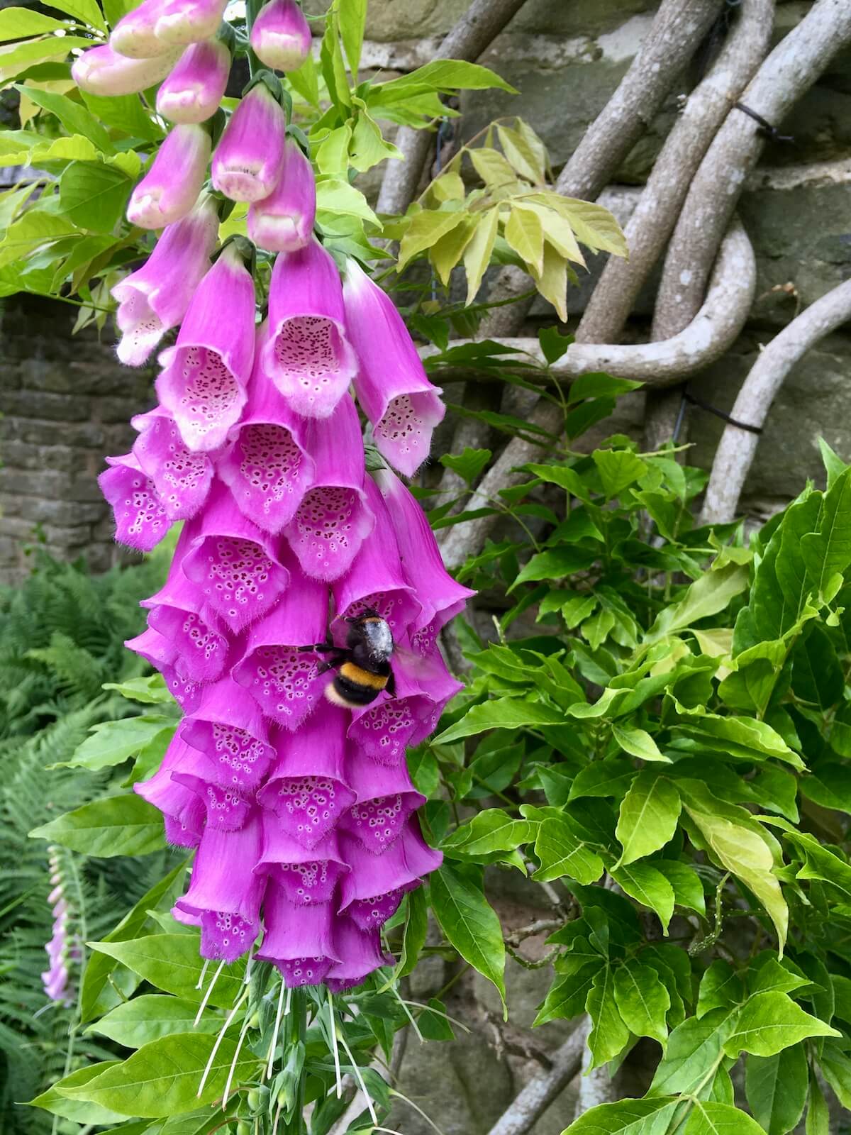 Bee pollinating a pink foxglove with wisteria in the background