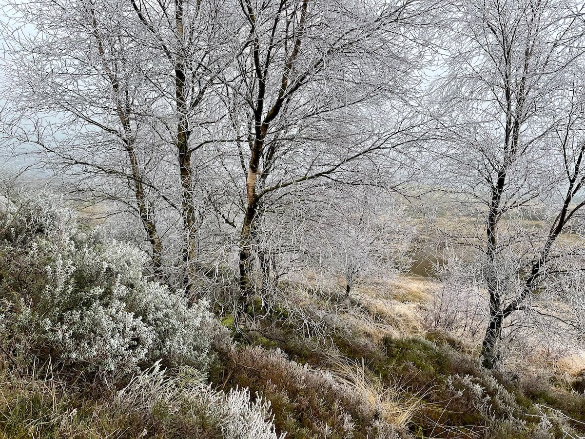 Birch trees on moorland covered with hoar frost