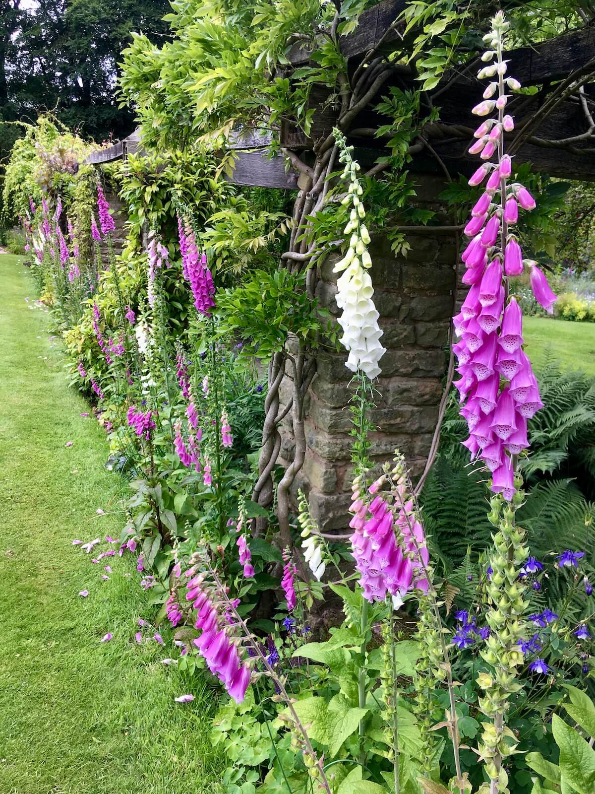 Pink and white digitalis at Winterbourne Garden, Birmingham
