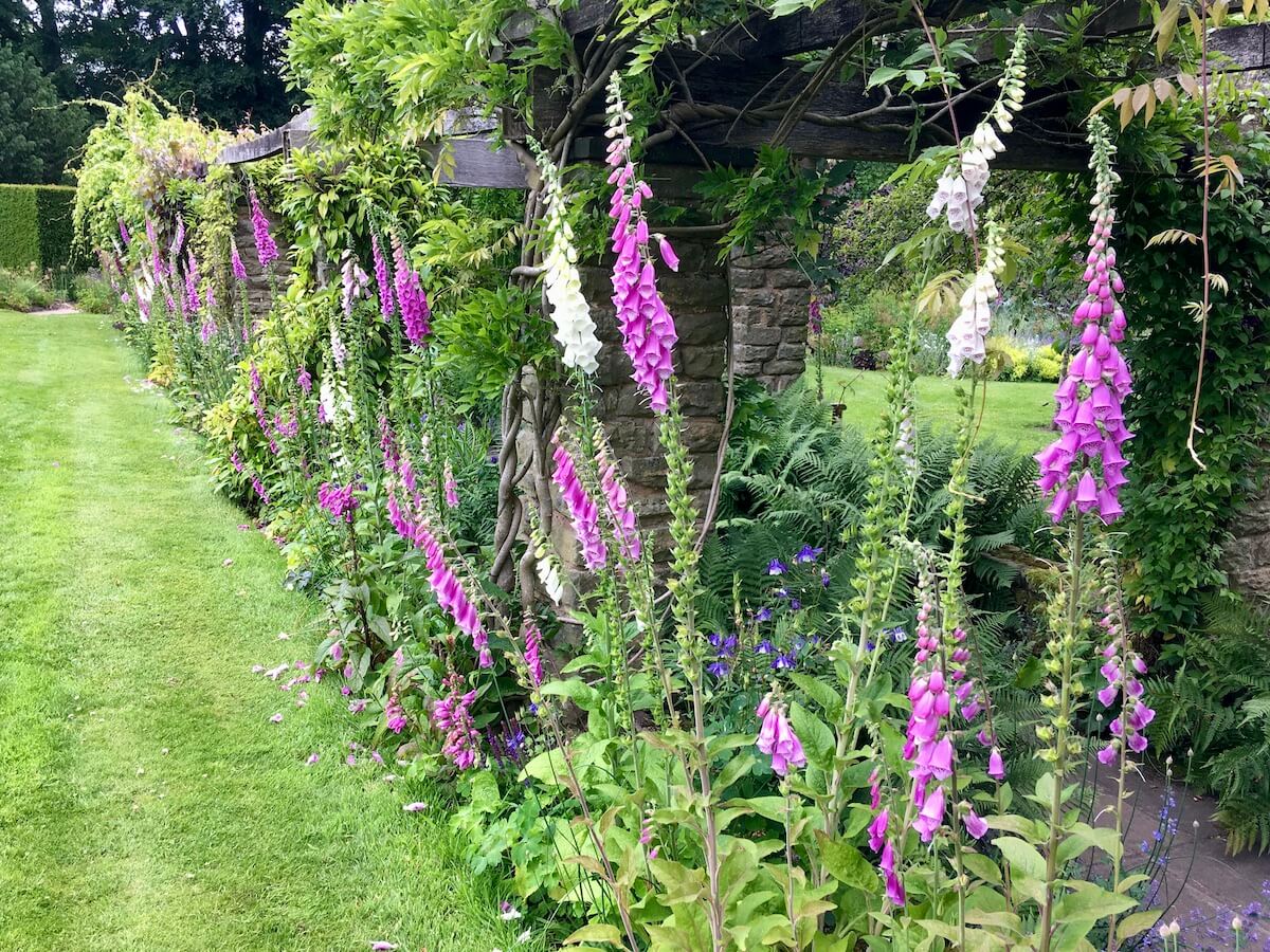 Foxgloves line a wisteria-covered colonnade at Winterbourne garden