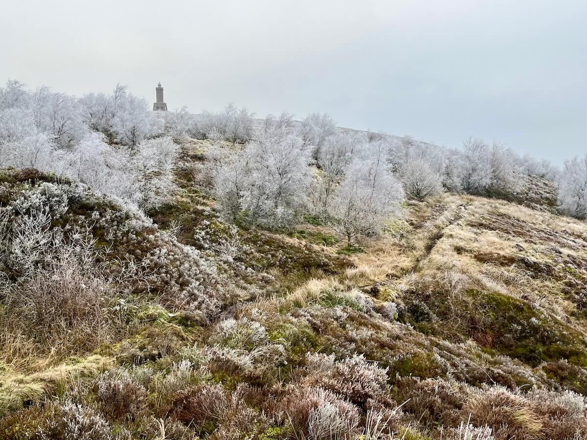 Frosted birch trees on Darwen Hill in winter above a path across moorland