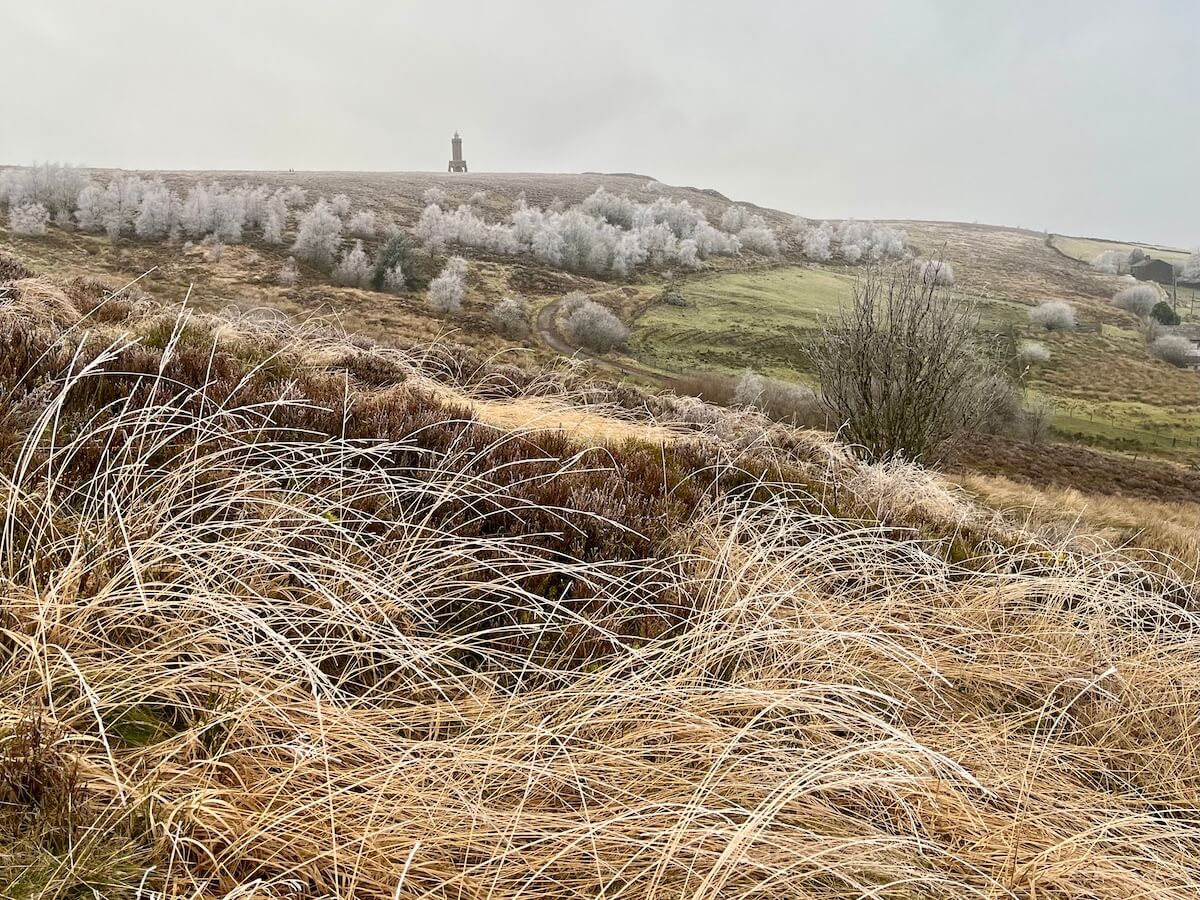 Winter grasses on Darwen moor