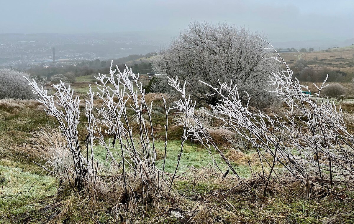 Hoar frost on windblown plants