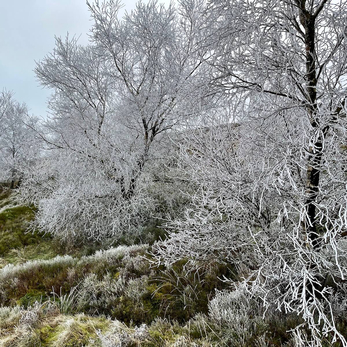Trees white with hoar frost
