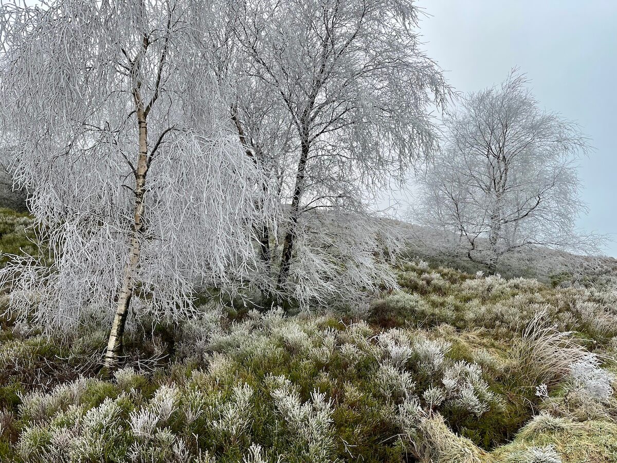 Hoar frosted birch trees on Darwen moor