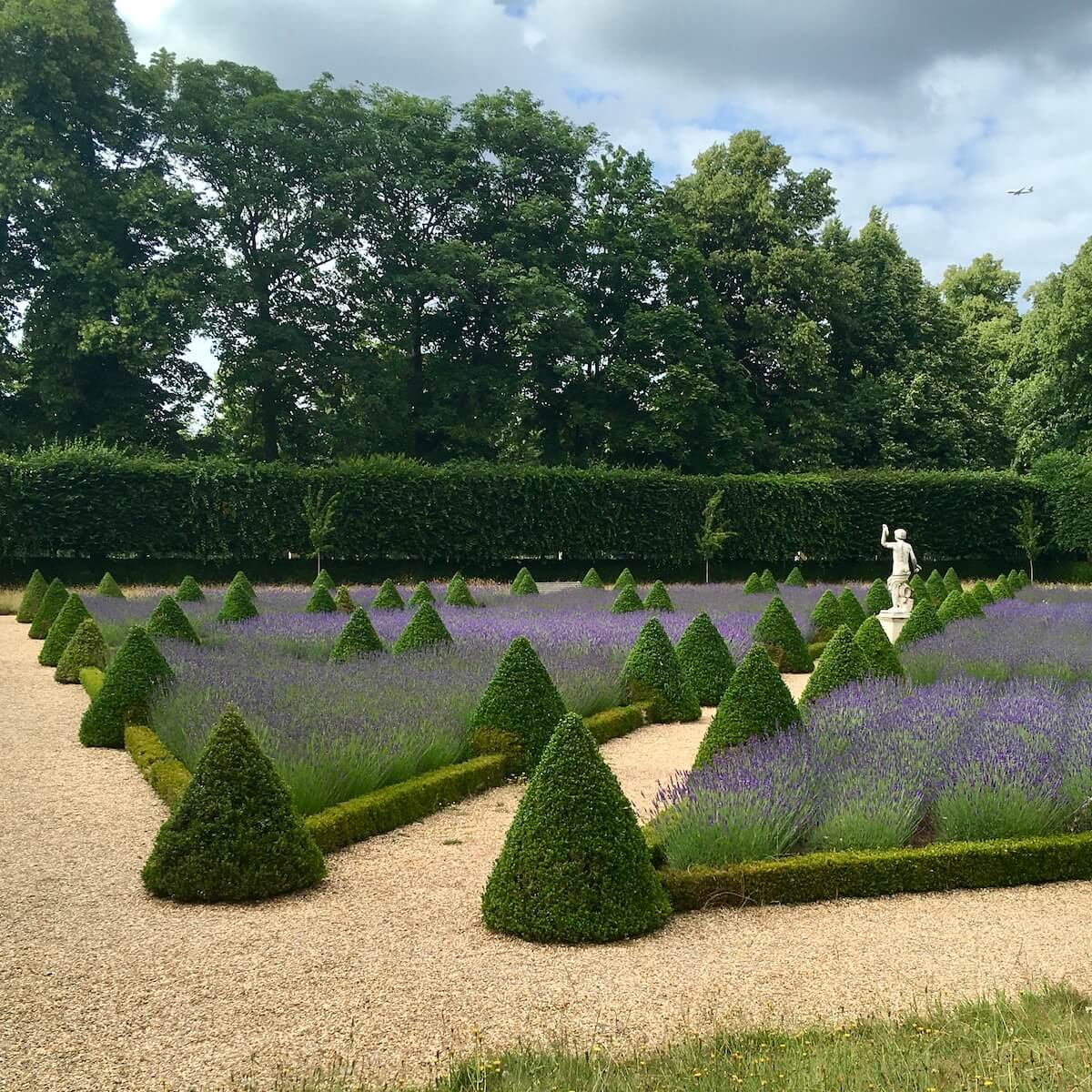 Lavender and clipped box