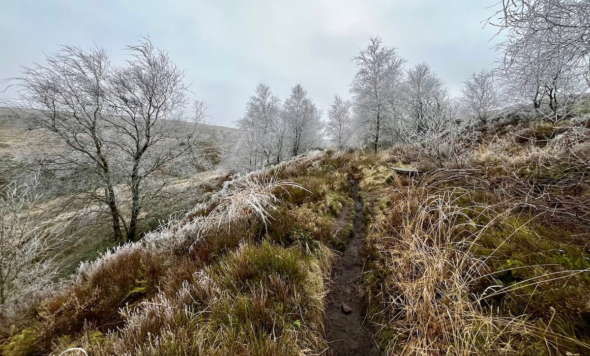 Moorland path through hoar-frosted trees
