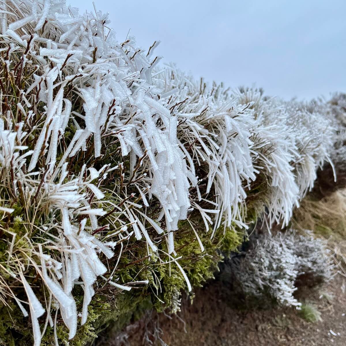 Thick frost arching over moss