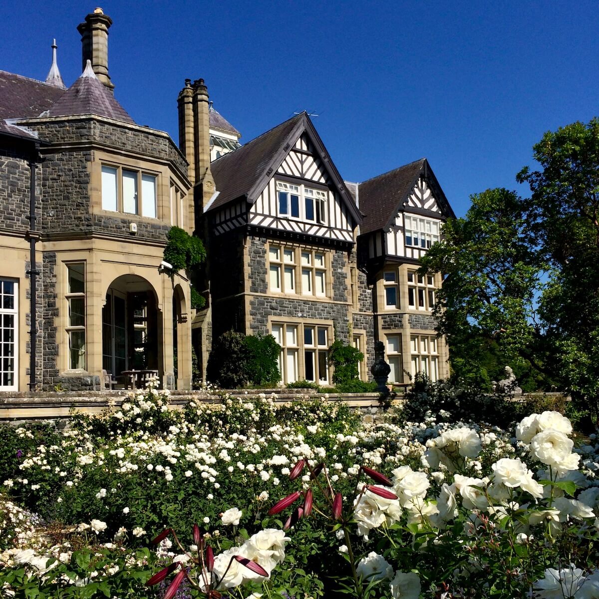 White rose garden outside a traditional building at Bodnant in Wales