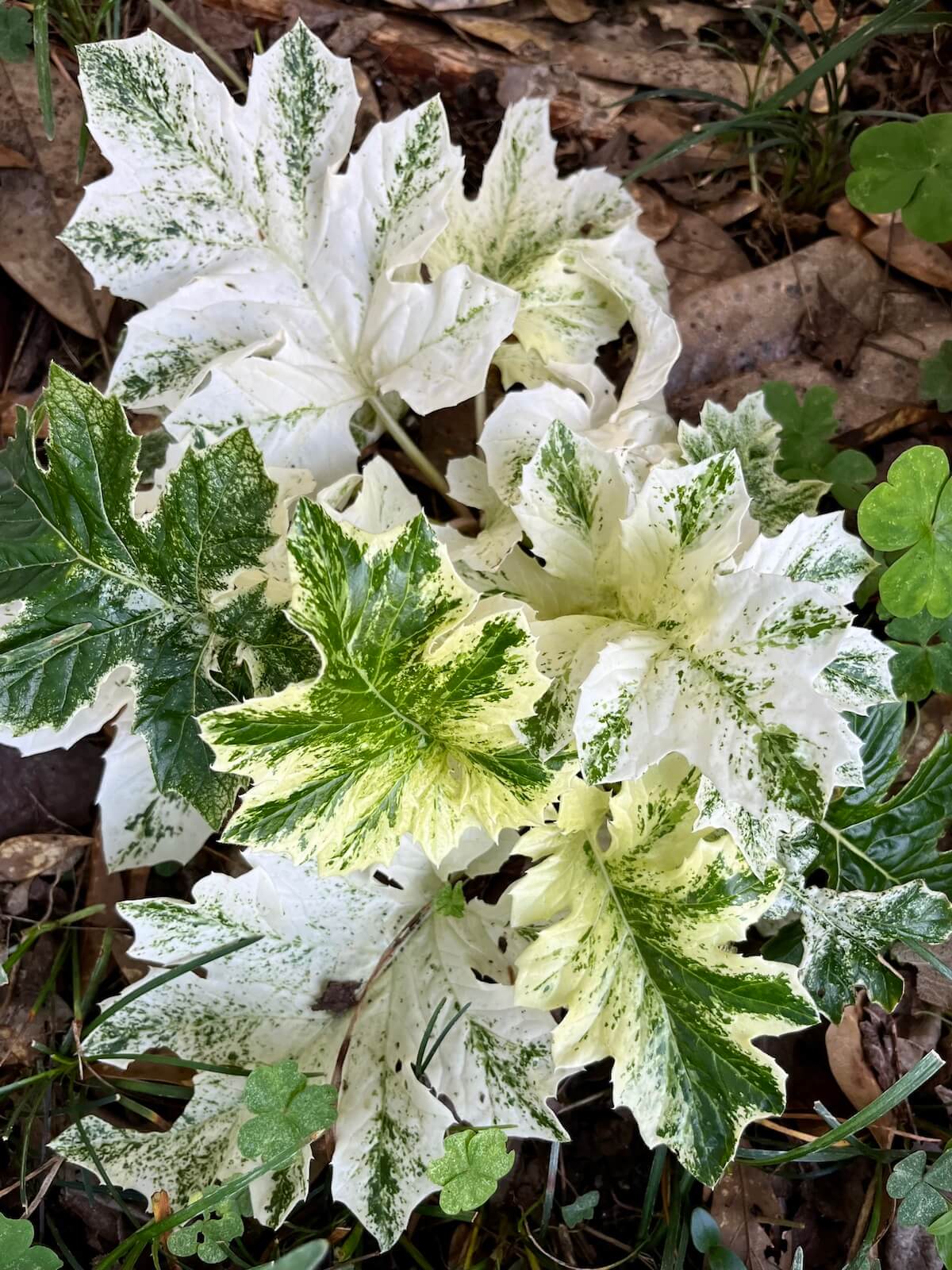 Acanthus with almost white foliage