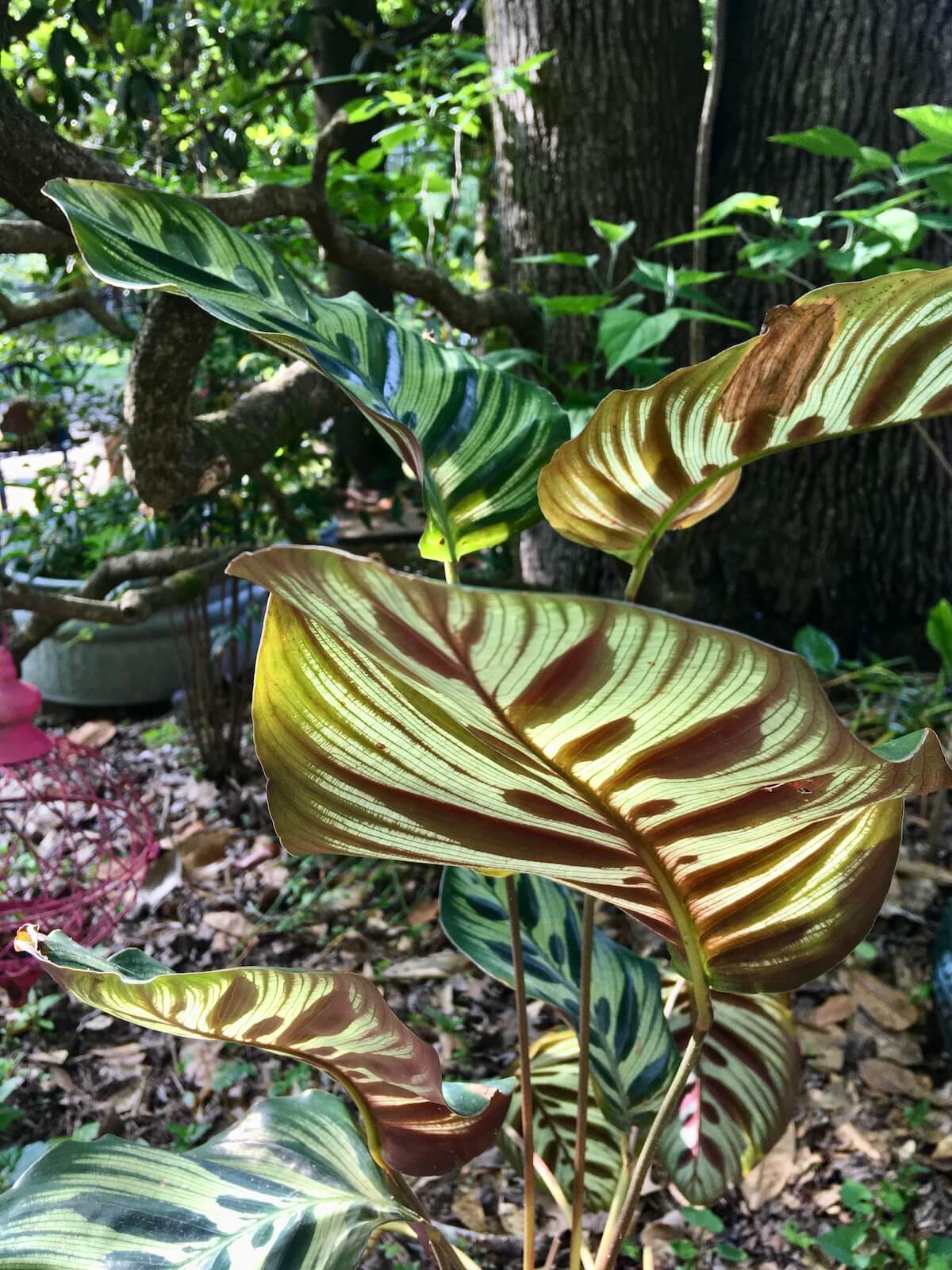 Backlit leaves brighten a shady garden