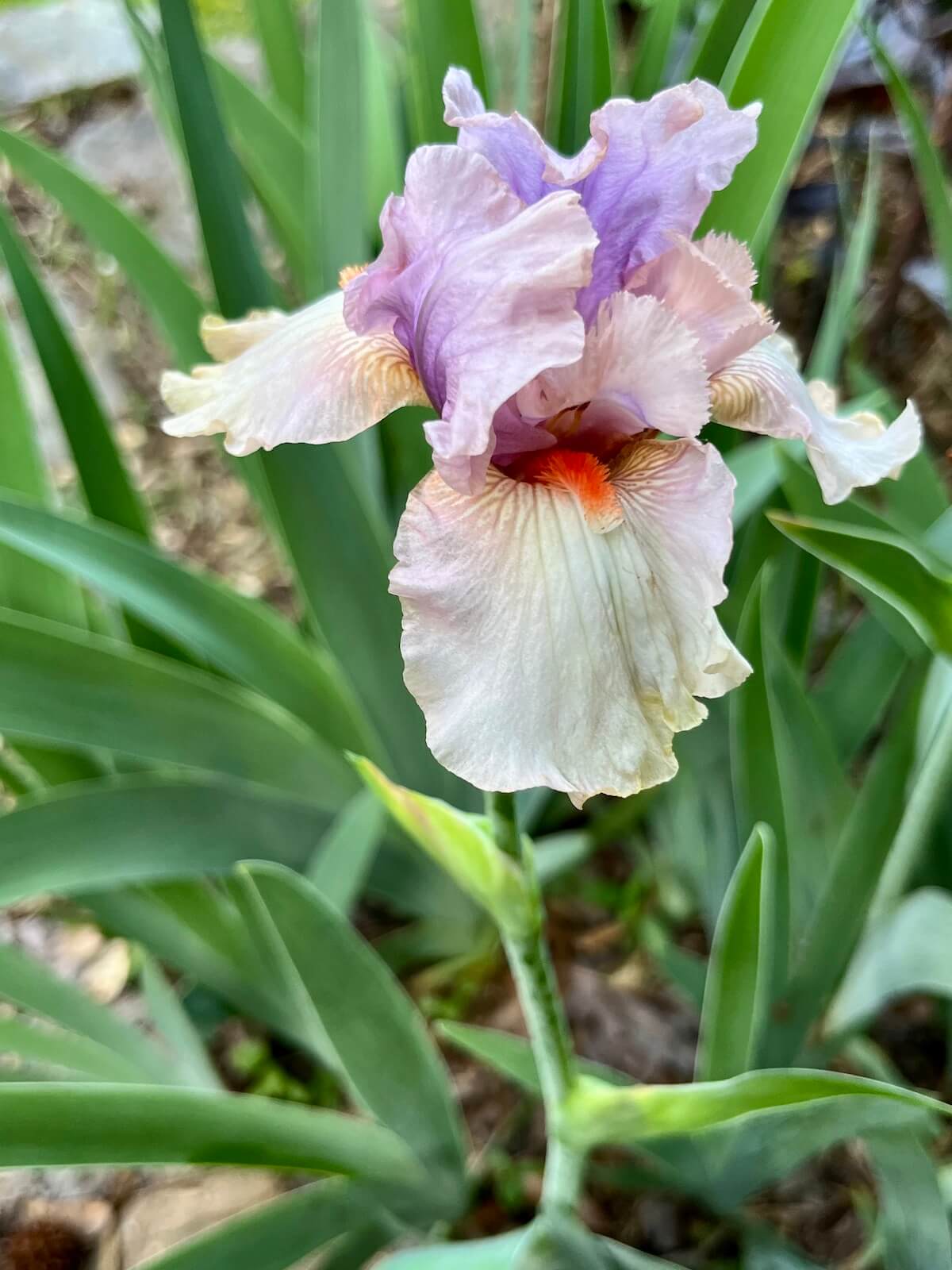 Iris with an orange beard, coffee falls and lavender standards
