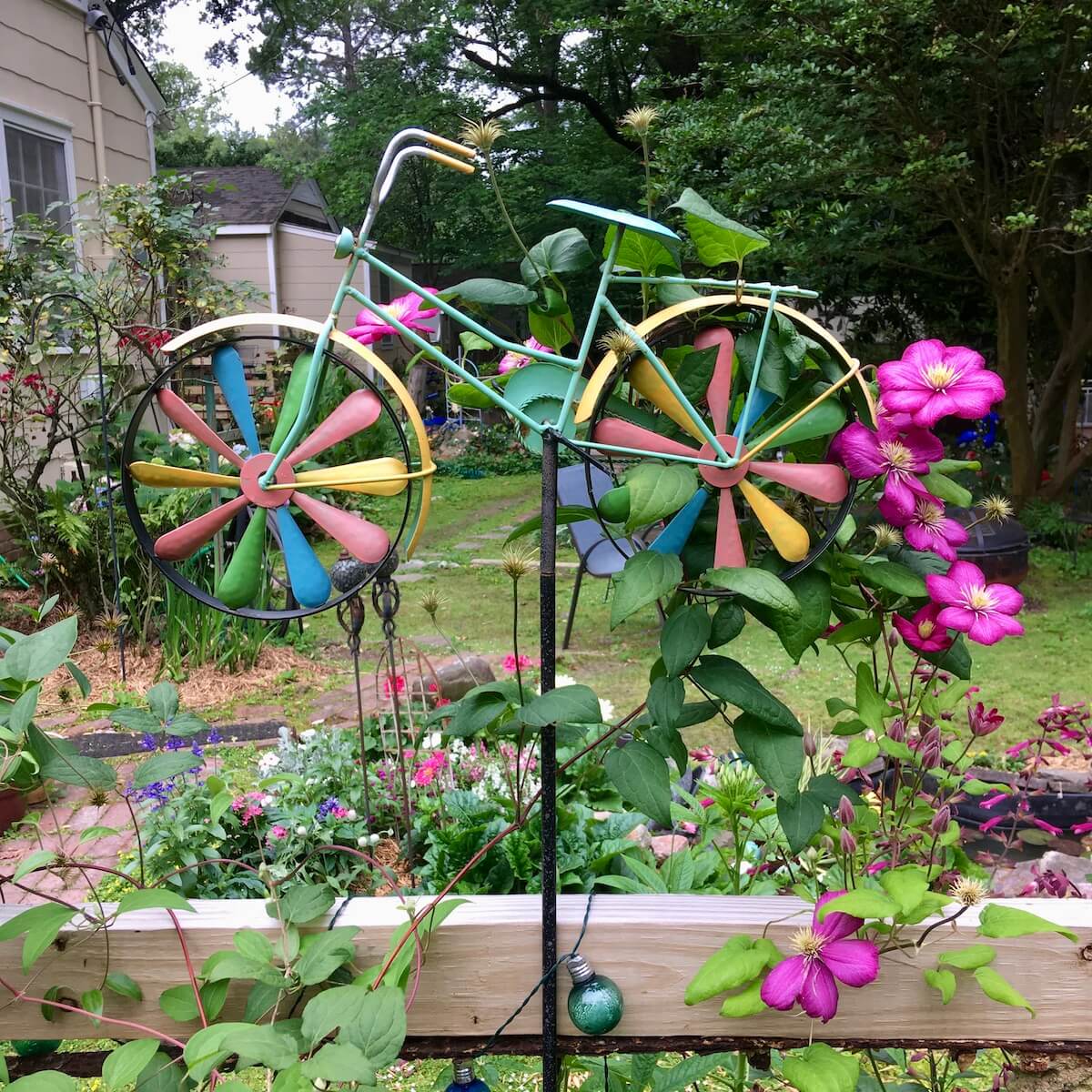 Bicycle art used as a support for a clematis