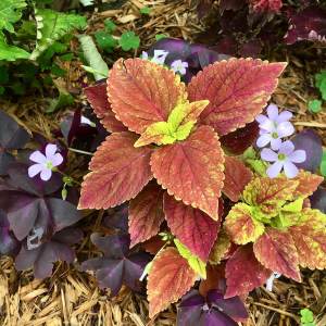 Coleus and oxalis
