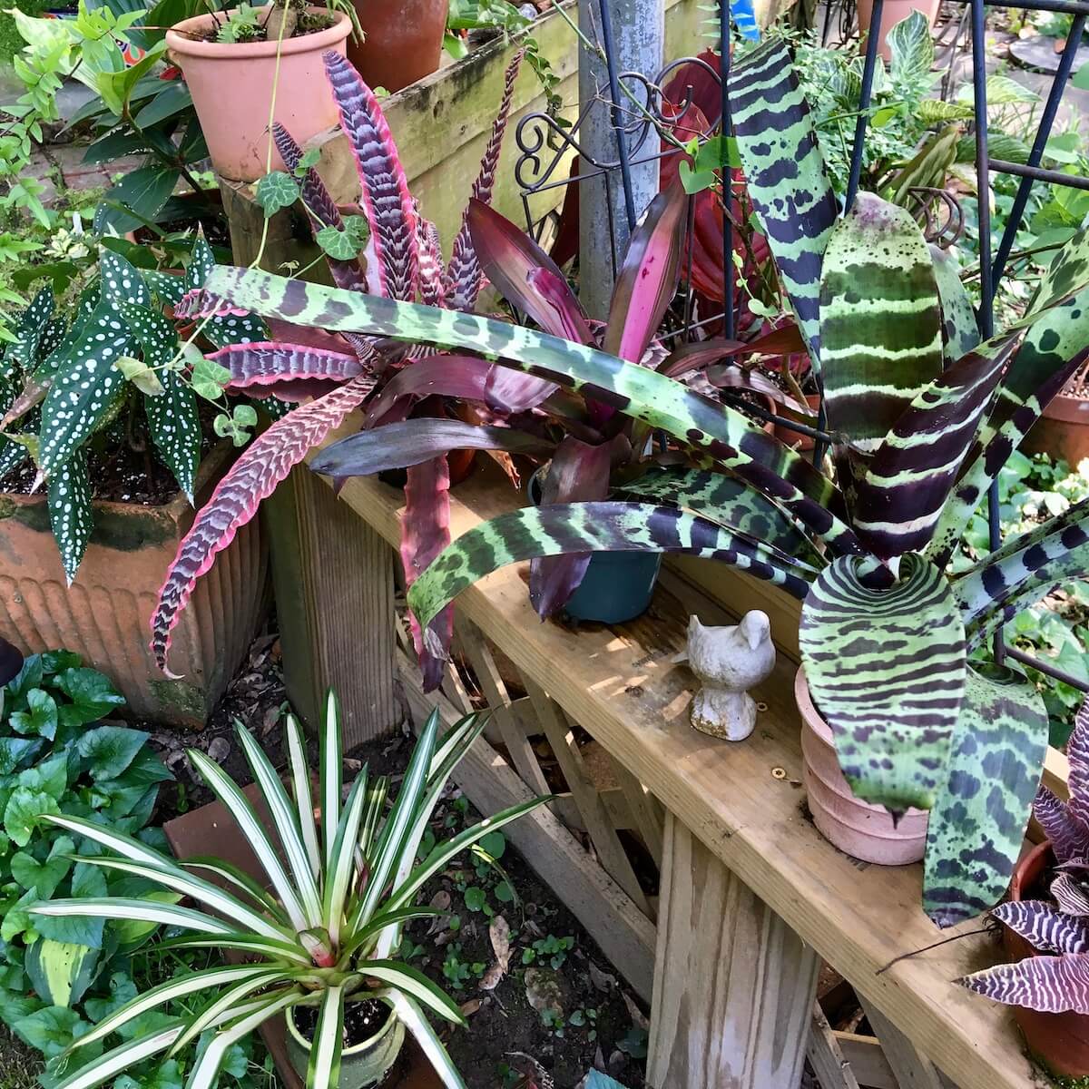 Collection of variegated potted plants