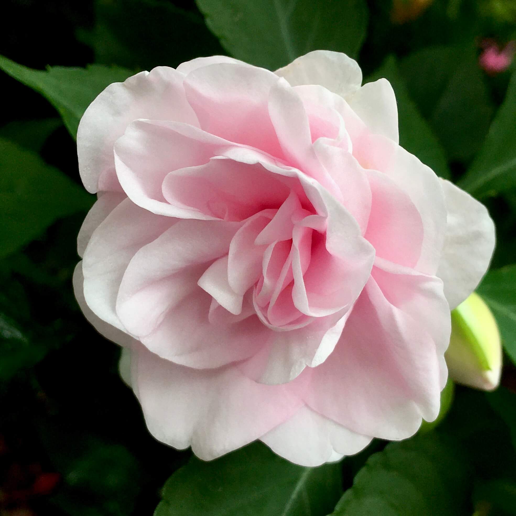 Pink impatiens with camellia-like flower form
