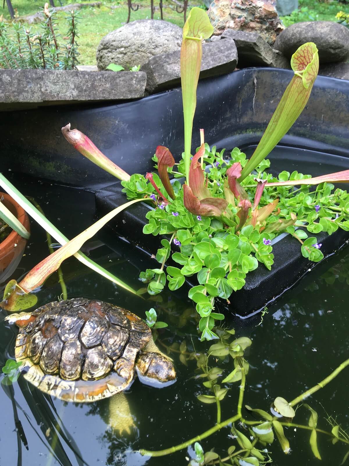 Garden pond with floating flowers and a turtle