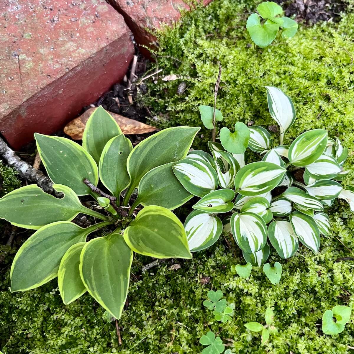 Miniature hostas growing in moss