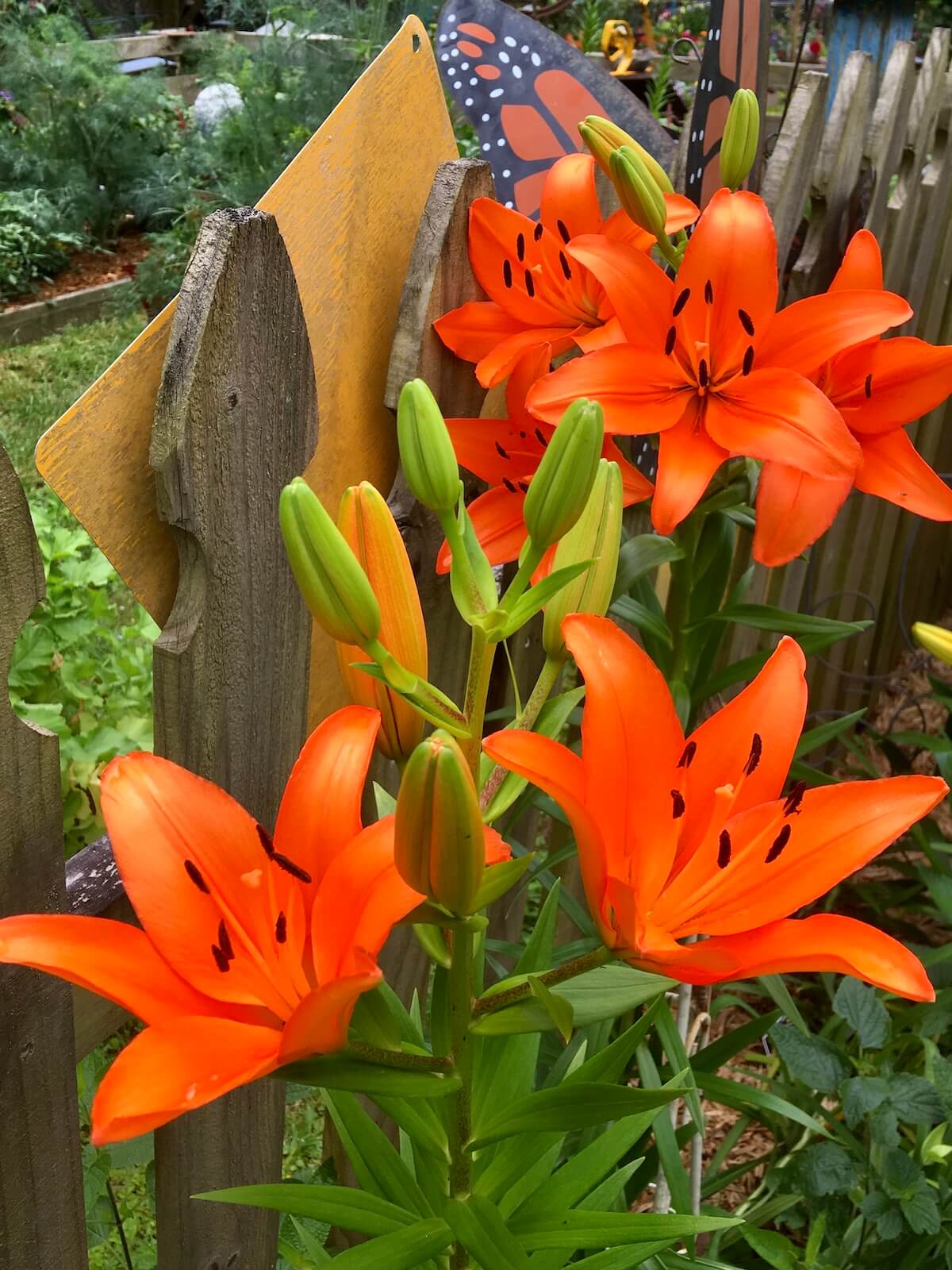 Orange lilies