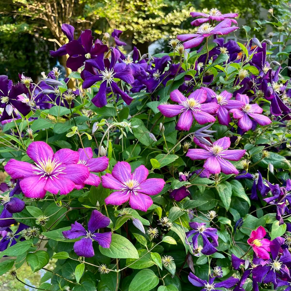 Pink and purple clematis