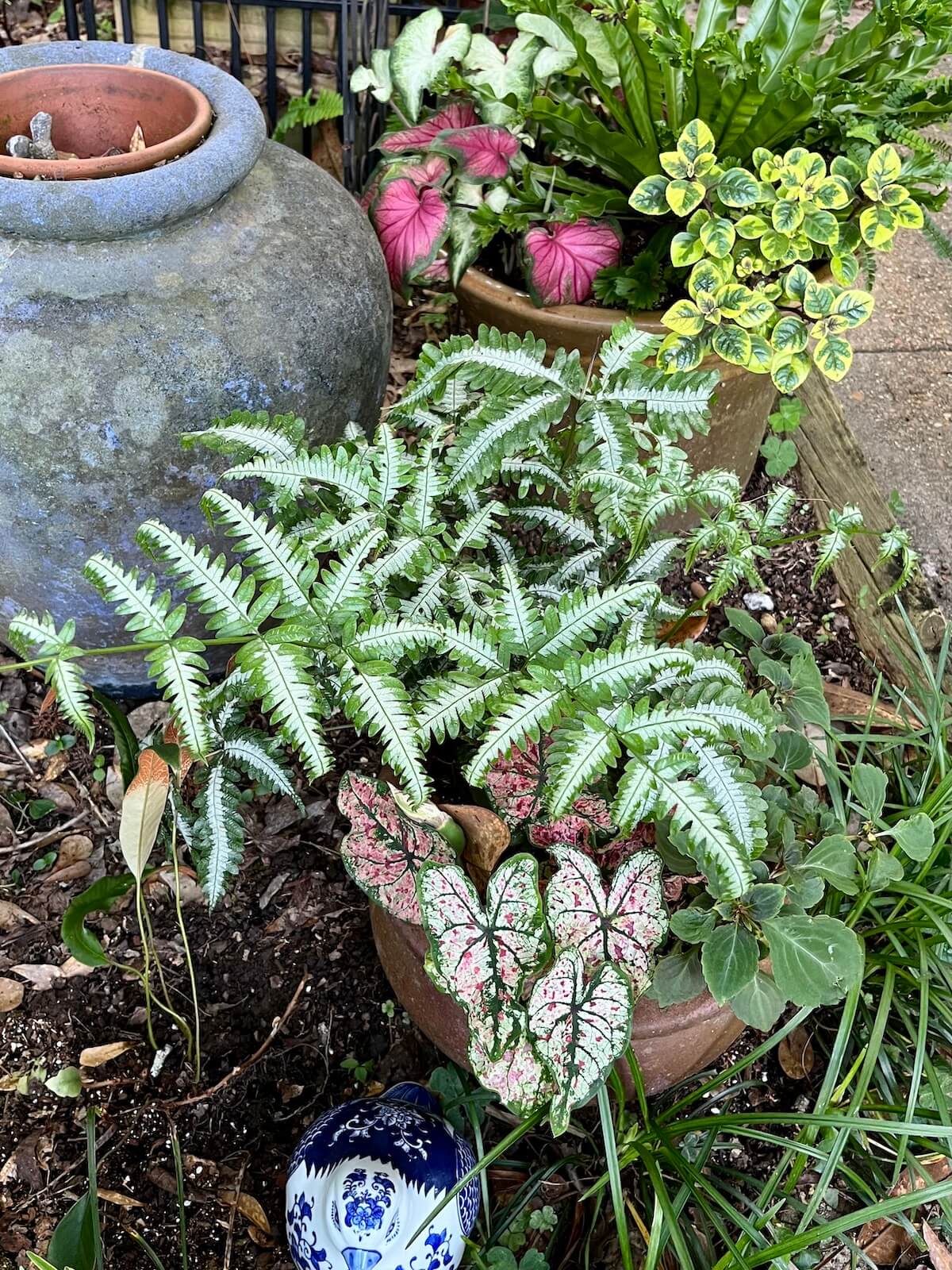 Patchwork planting of ferns and foliage plants in containers